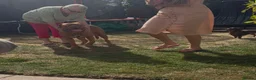 Dogue De Bordeaux dogs for sale: Dogue de bordeux in Solihull - Advert 4