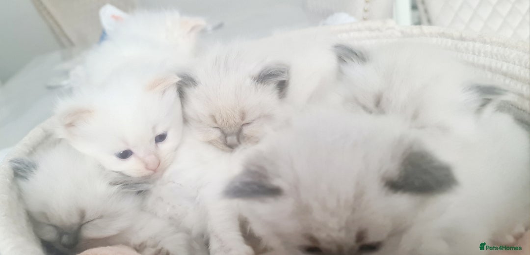 Ragdoll cats for sale: Pure ragdoll kittens - Image 4
