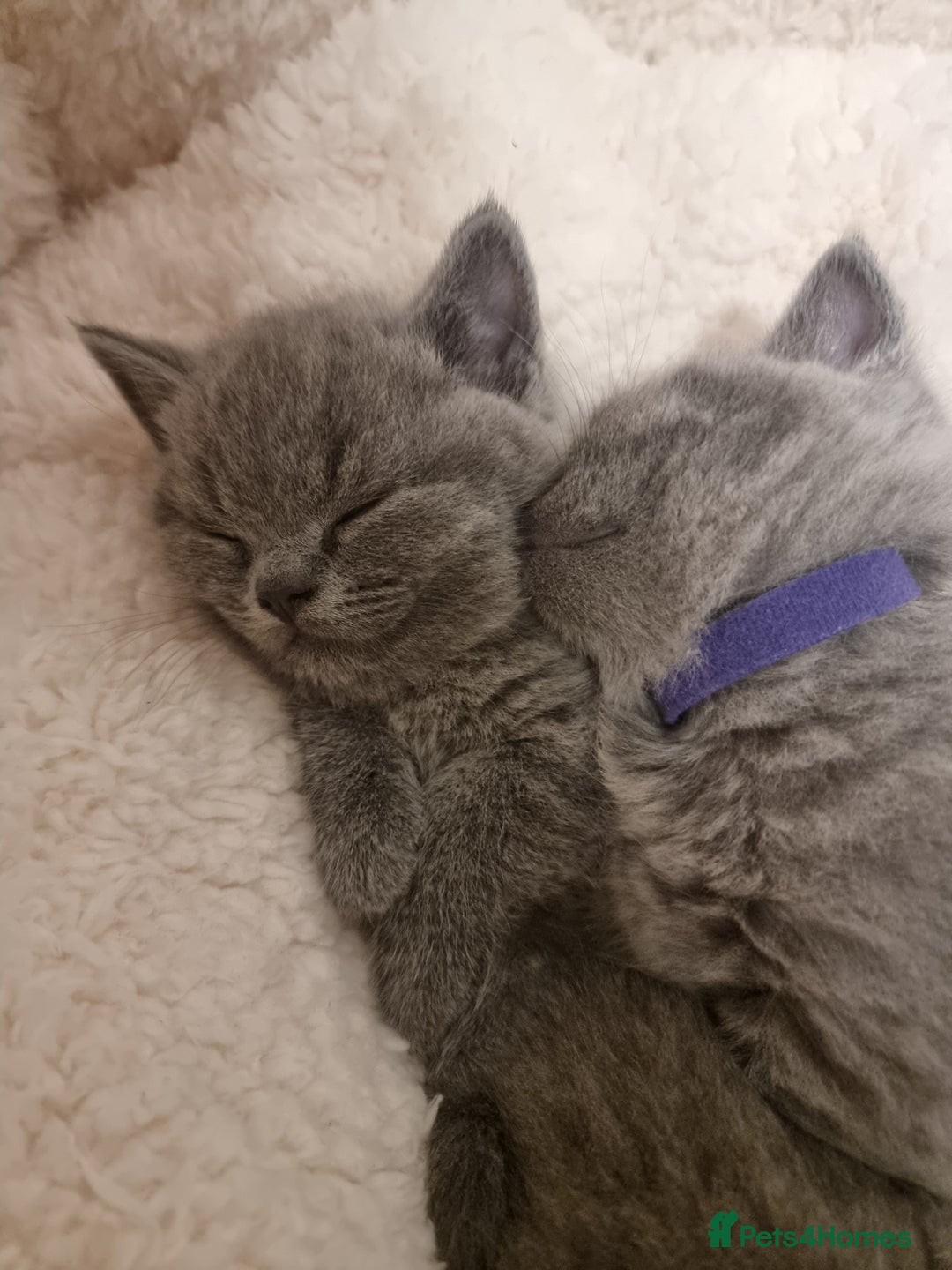 British Shorthair cats for sale: Beautiful kittens british shorthair  - Image 4