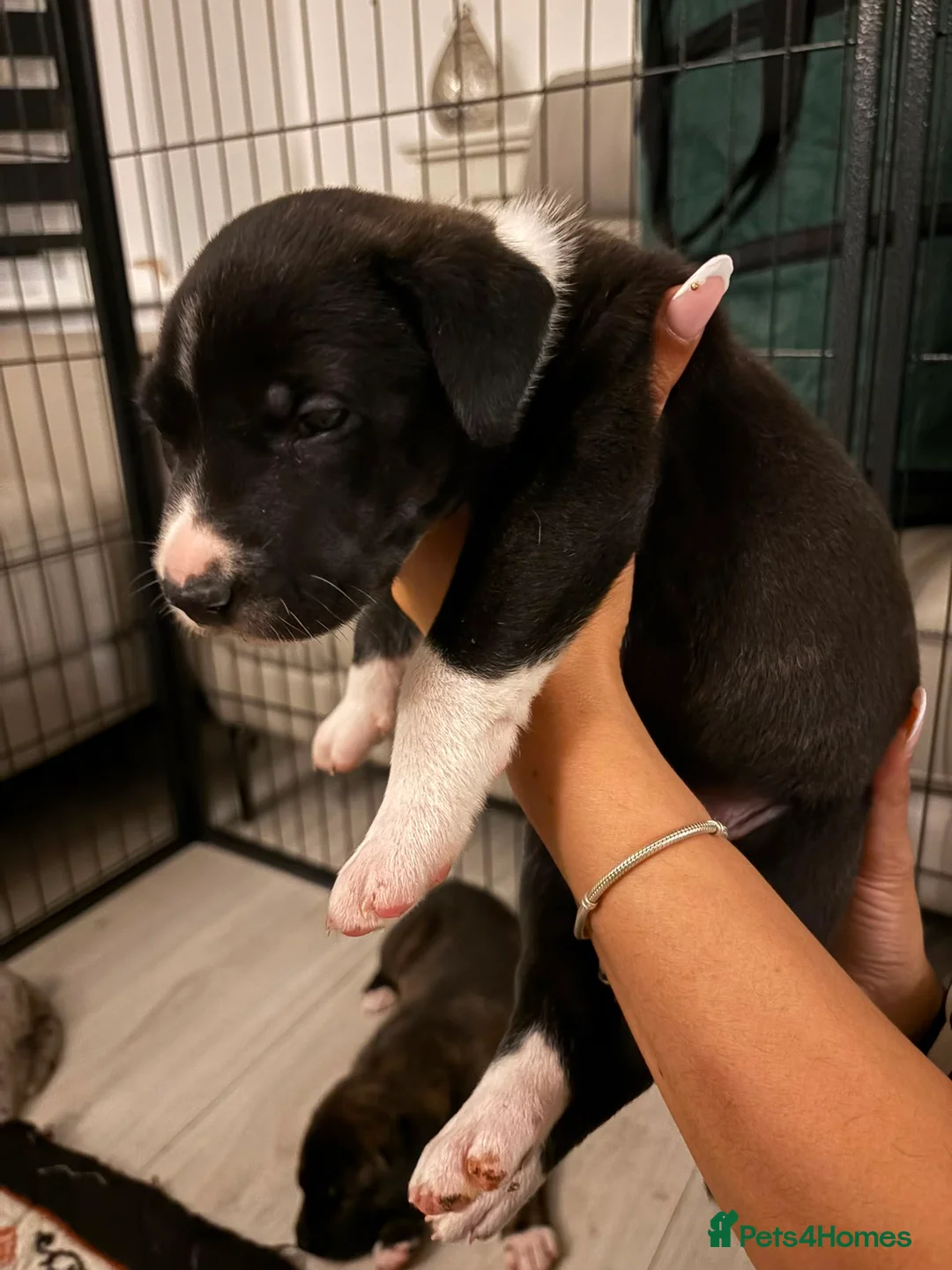 Mixed Breed dogs for sale: American Akita × American Staffy Puppies 🐾 - Advert 2