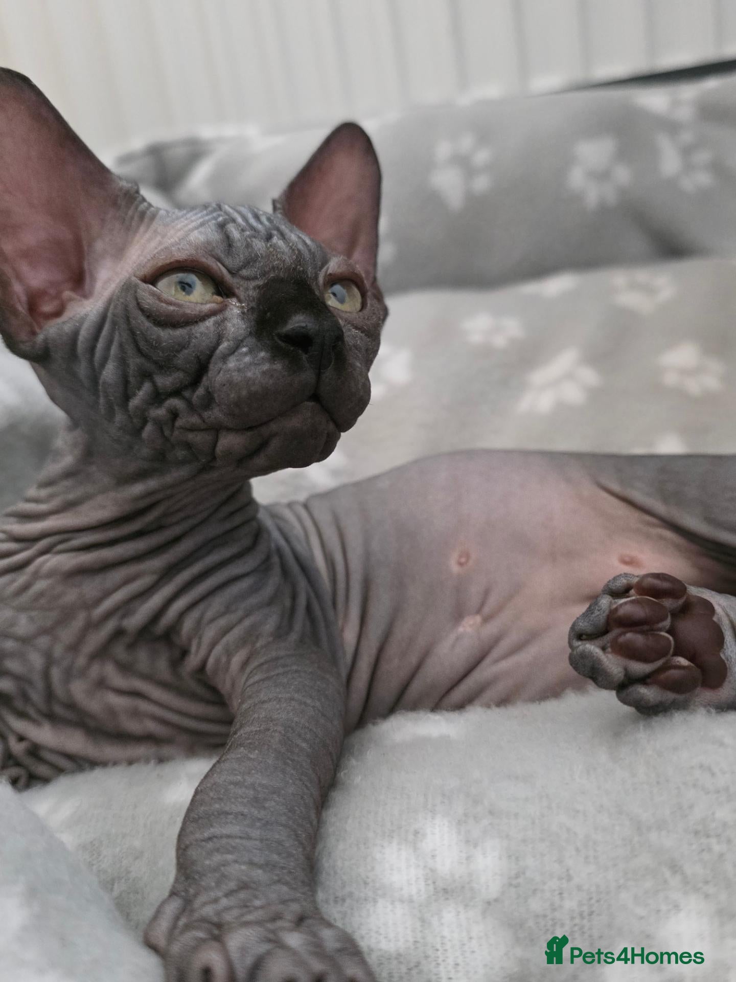 Sphynx cats  ✨ Exceptional Sphynx Kitten 😍 - Advert 4