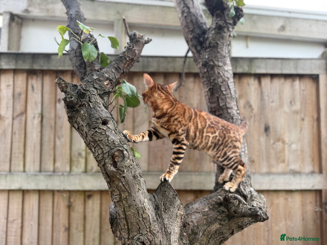 Bengal cats for sale: Female bengal - Image 8