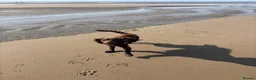 Cocker Spaniel dogs for stud: Dougie the chocolate stud - Advert 6