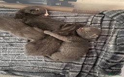 Mixed Breed cats for sale: Regular kittens - Image 18