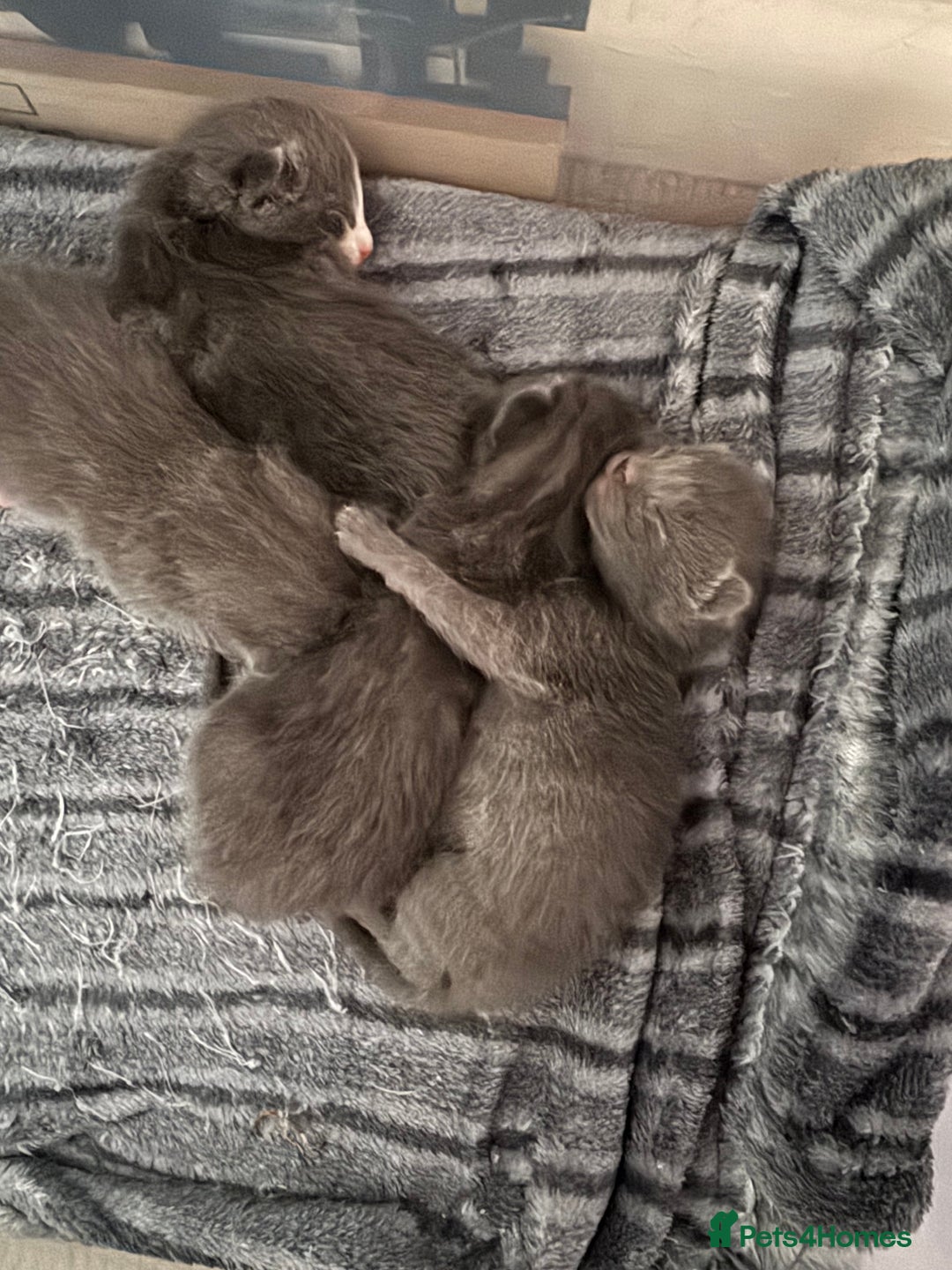 Mixed Breed cats for sale: Regular kittens - Image 18