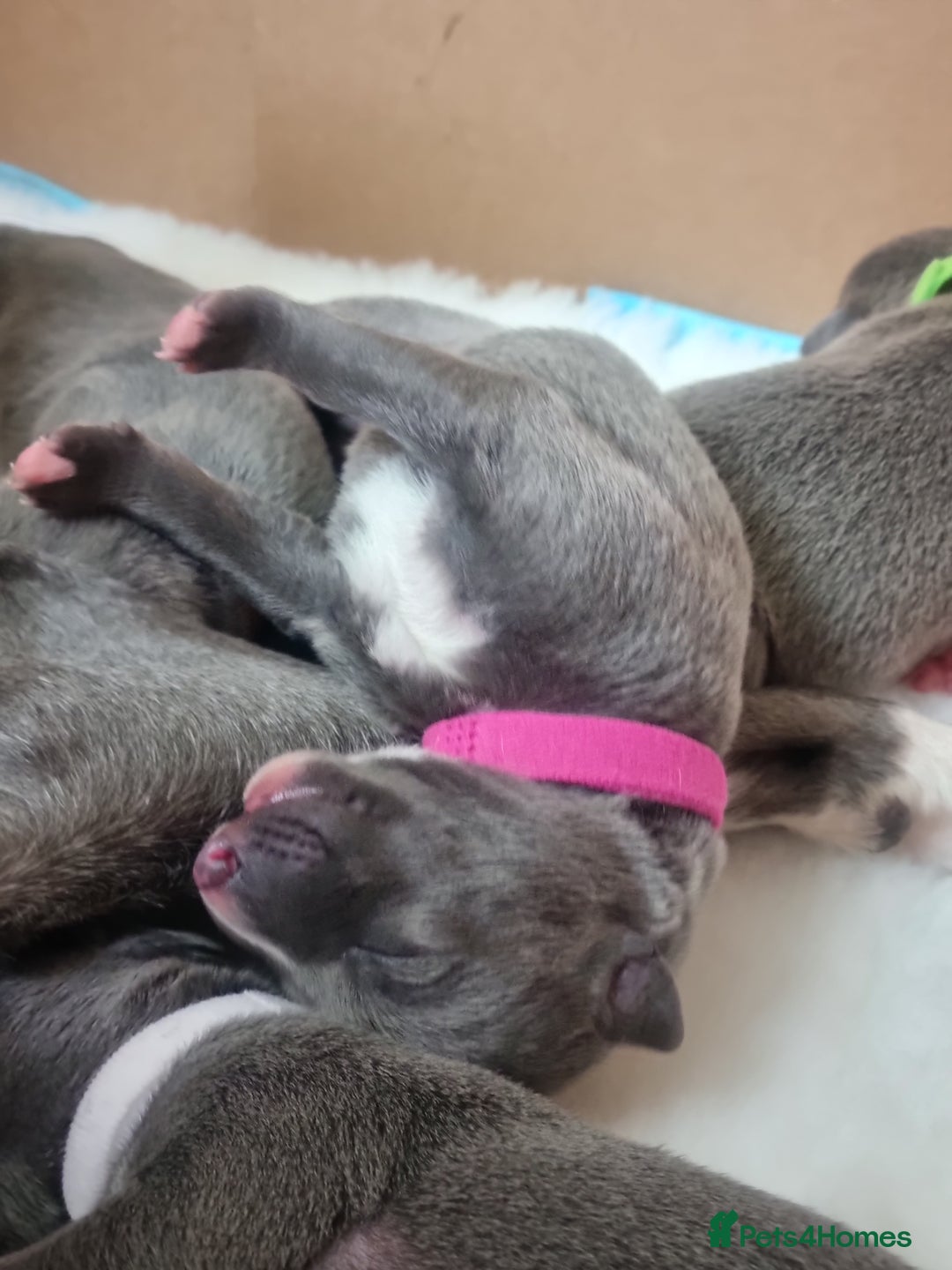 Whippet dogs for sale: Pedigree Blue & White Whippet Puppies - Image 6