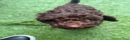 Toy Poodle dogs for sale: Toy poodle girl in Pontyclun - Advert 6