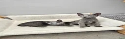 Russian Blue cats for sale: GCCF REGISTERED RUSSIAN BLUE KITTENS  - Advert 16