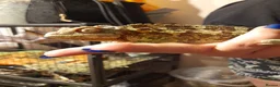 Chameleon reptiles for sale: Chameleon for sale  - Advert 3