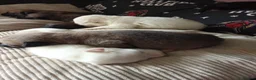 Belgian Shepherd Dog dogs for sale: 10 Belgium Mali pups  - Advert 1