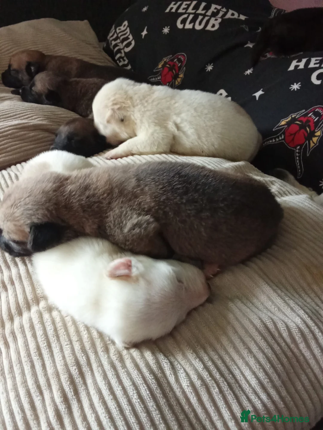 Belgian Shepherd Dog dogs for sale: 10 Belgium Mali pups  - Advert 1