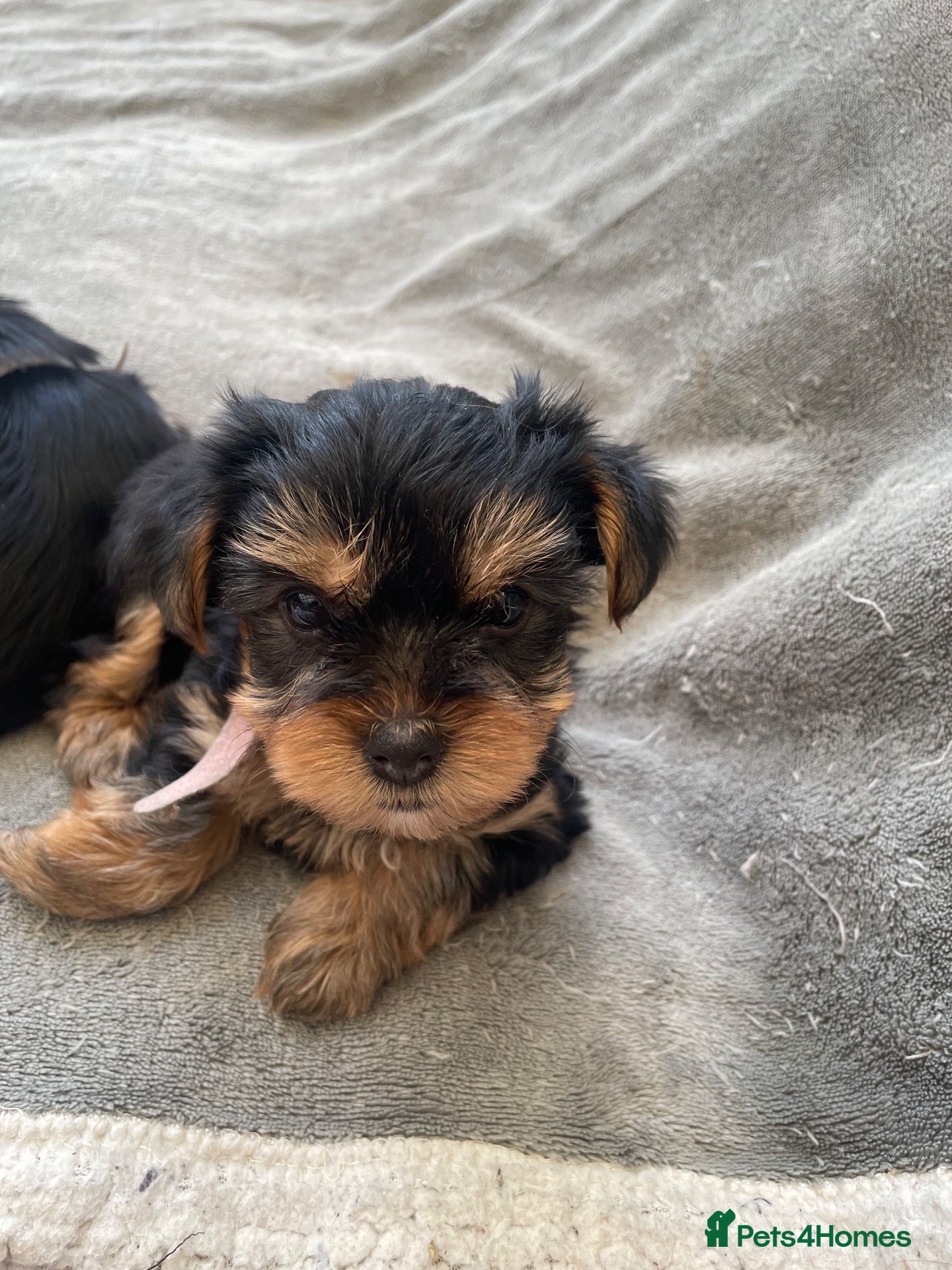 Yorkshire Terrier dogs Yorkshire Terrier puppies 🐶  - Advert 2
