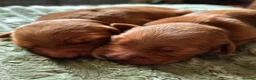 Golden Retriever dogs for sale: 🌟 Beautiful Dark Golden Retriever Puppies 🌟 - Advert 6