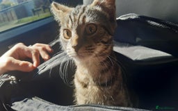 Mixed Breed cats for sale: Mollie and blackie  - Image 17