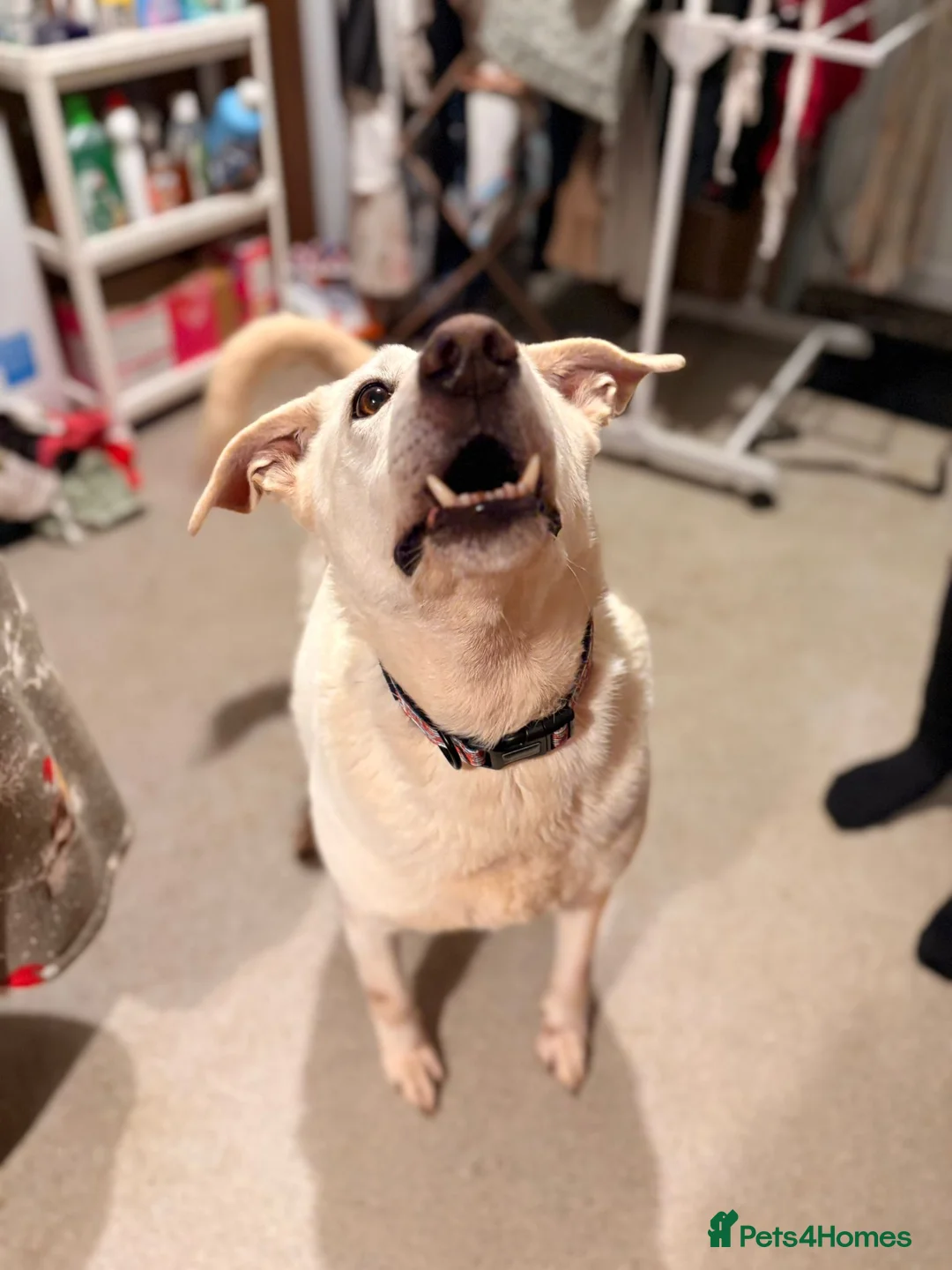 Mixed Breed dogs for sale: Handsome Oliver - Advert 2