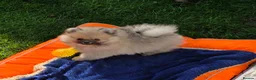 Pomeranian dogs for sale: Beautiful sable girl  - Advert 10