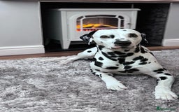 Mixed Breed dogs for sale: Rare Dalmadoodles - Image 11