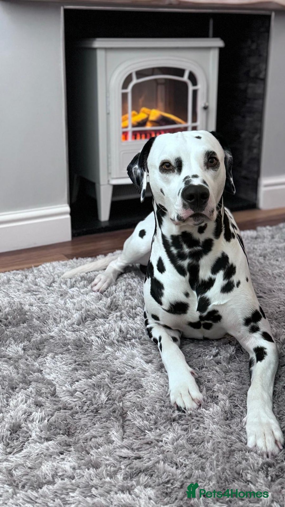Mixed Breed dogs for sale: Rare Dalmadoodles - Image 11