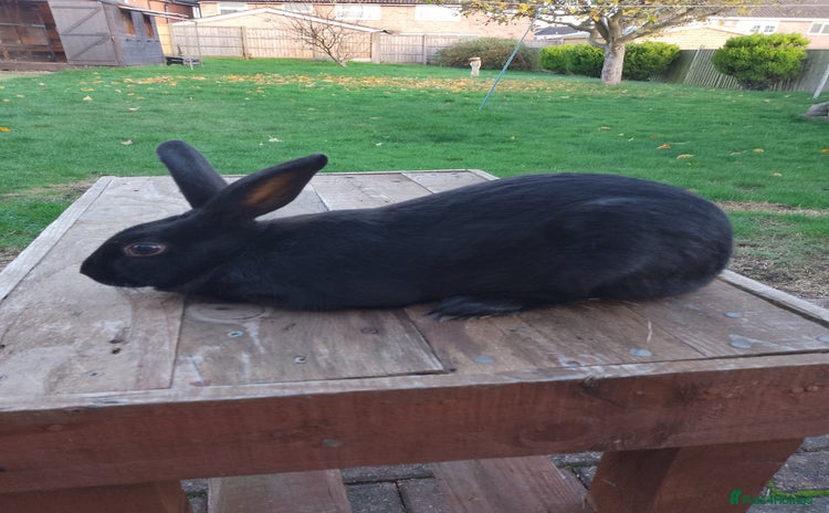 English Spot rabbits male Baby English rabbit for sale - Advert 1