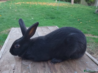 English Spot rabbits male Baby English rabbit for sale - Advert 6