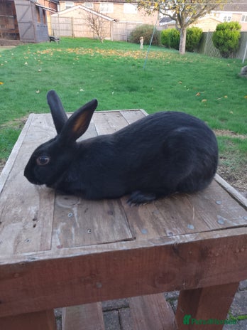 English Spot rabbits male Baby English rabbit for sale - Advert 3