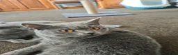 British Shorthair cats for sale: British short hair  - Advert 2