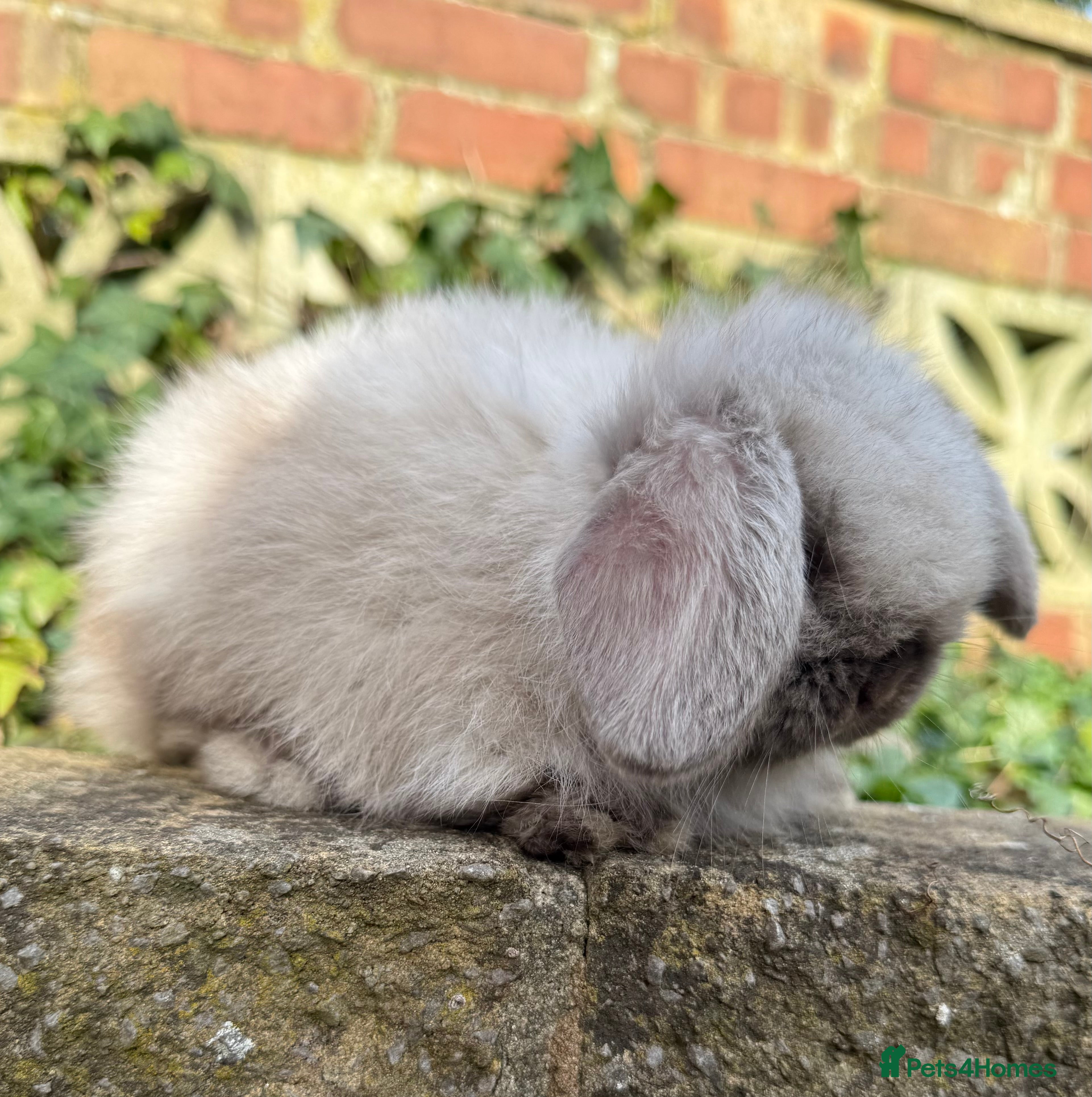 Mini Lop rabbits Top quality mini lops - Advert 20