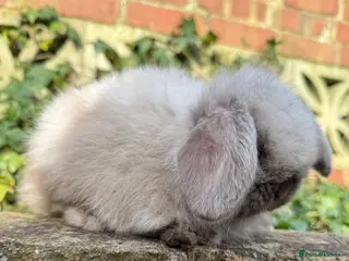 Mini Lop rabbits Top quality mini lops - Advert 20