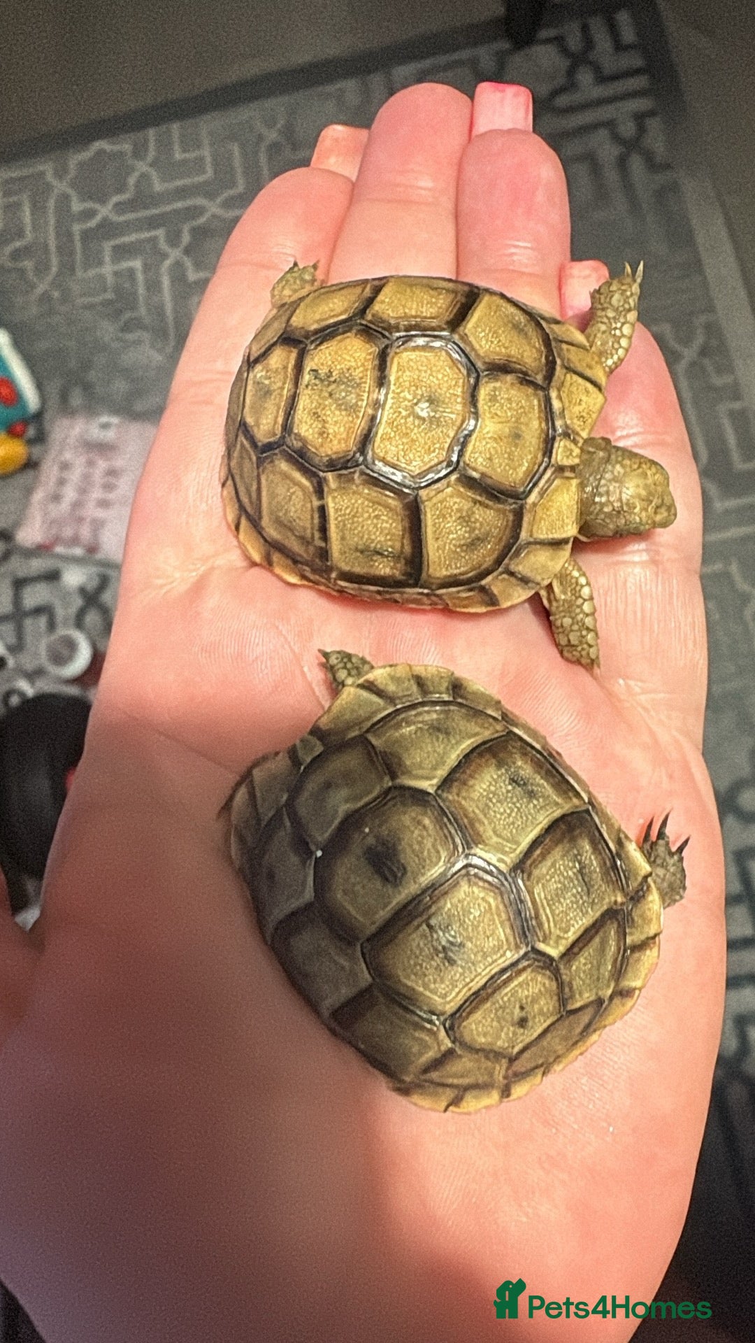 Tortoise reptiles for sale: Baby tortoises - Advert 8