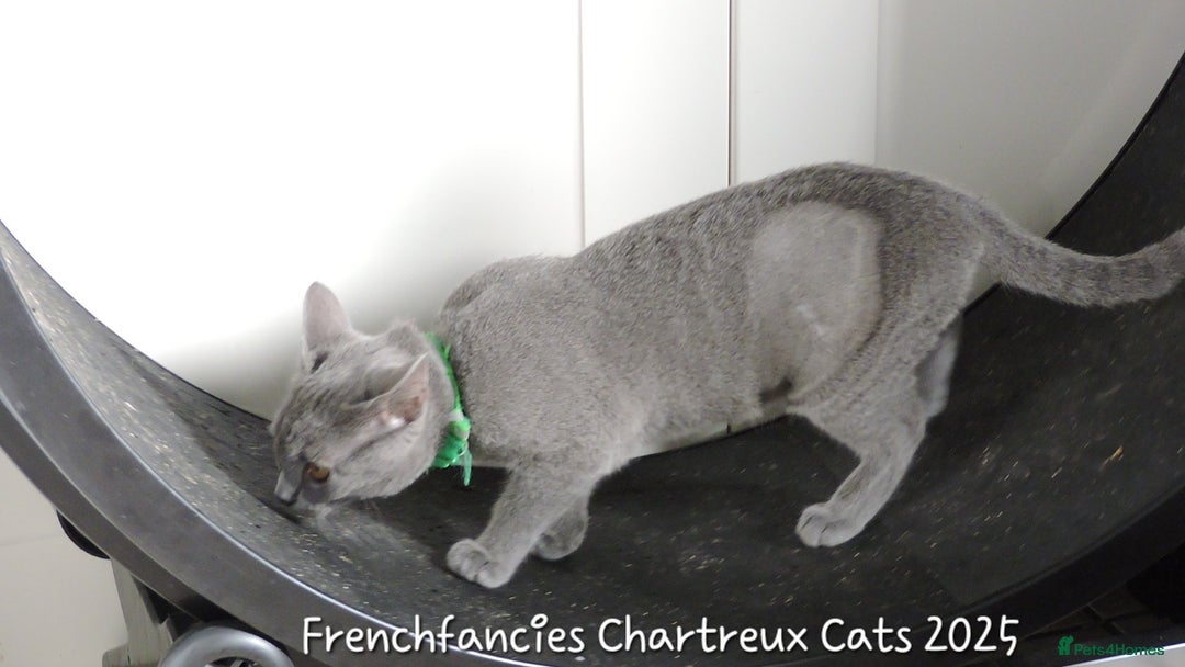 Chartreux cats for sale: Chartreux kittens  - Image 4