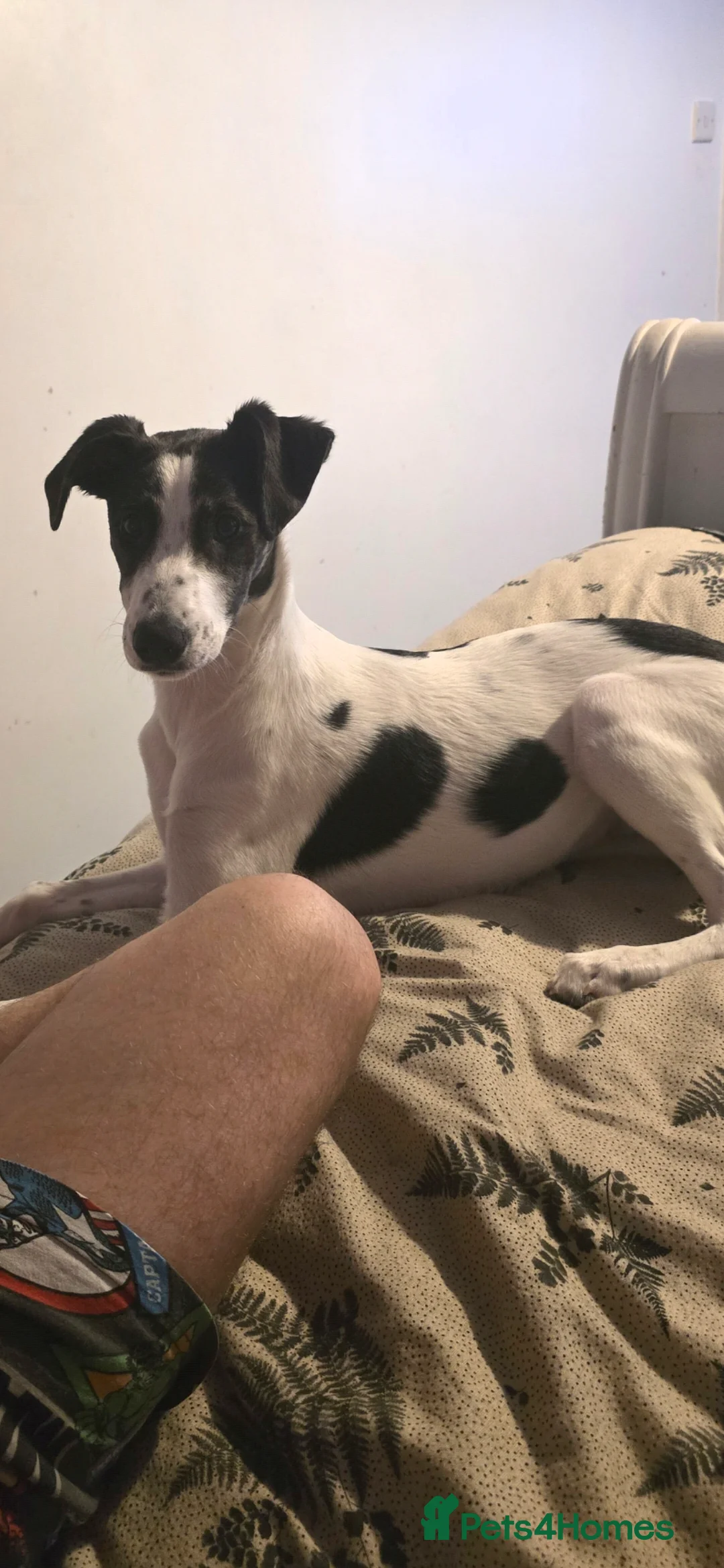 Mixed Breed dogs for sale: 8 month old lurcher cross - Advert 2