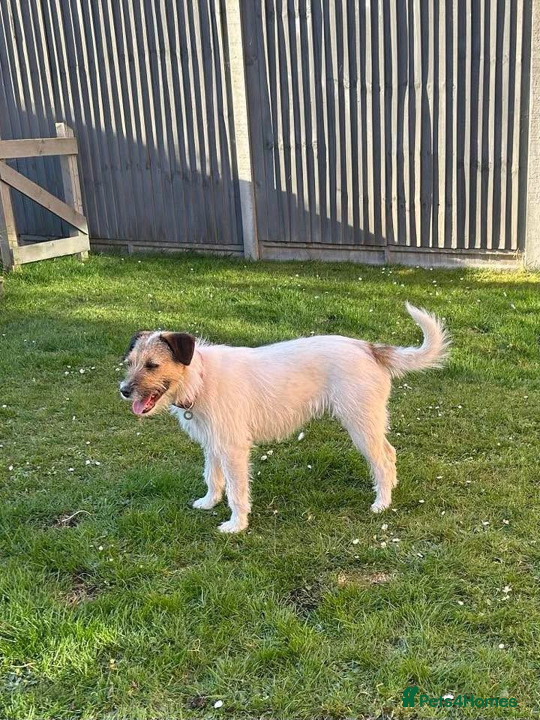 Mixed Breed dogs for adoption: Zori - Badersfield Norfolk  - Image 16