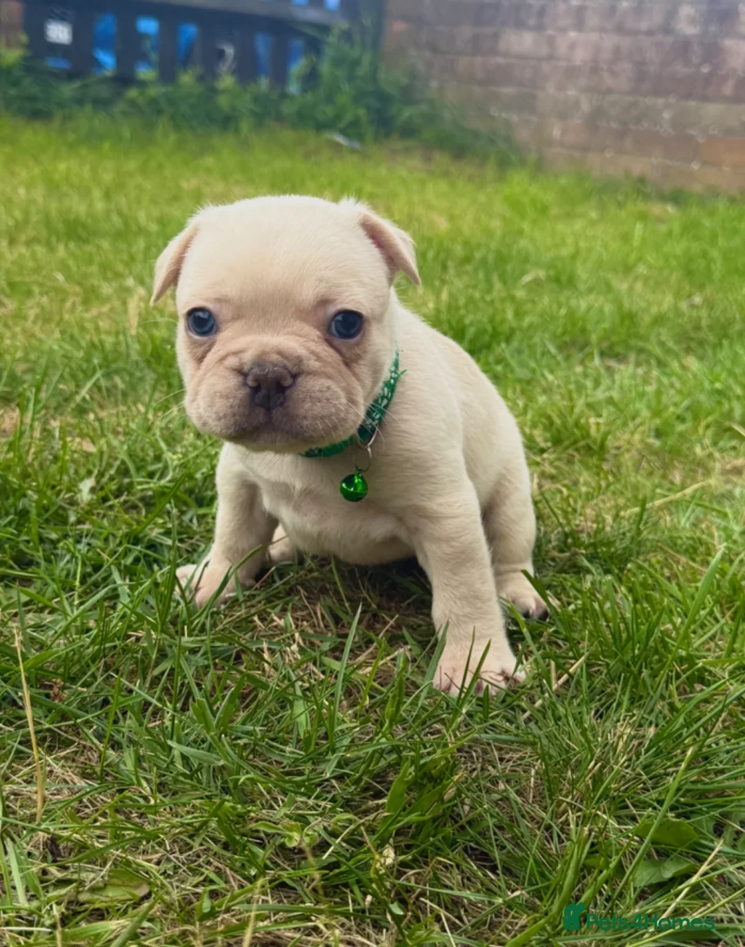 French Bulldog dogs for sale: Beautiful French Bulldog Puppies in Cardiff - Advert 2