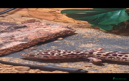 Leopard Gecko reptiles for sale: Leopard gecko and setup - Image 8