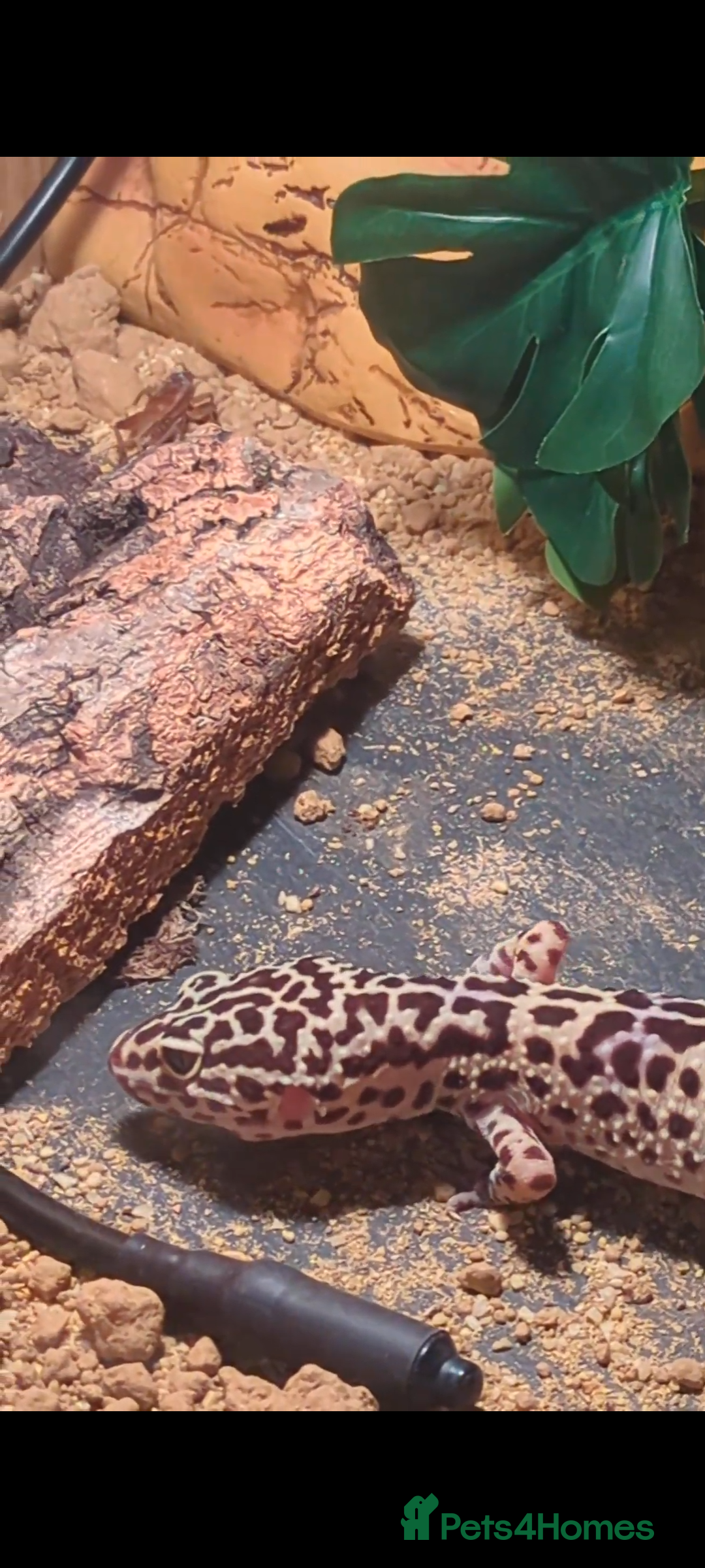 Leopard Gecko reptiles for sale: Leopard gecko and setup - Image 8