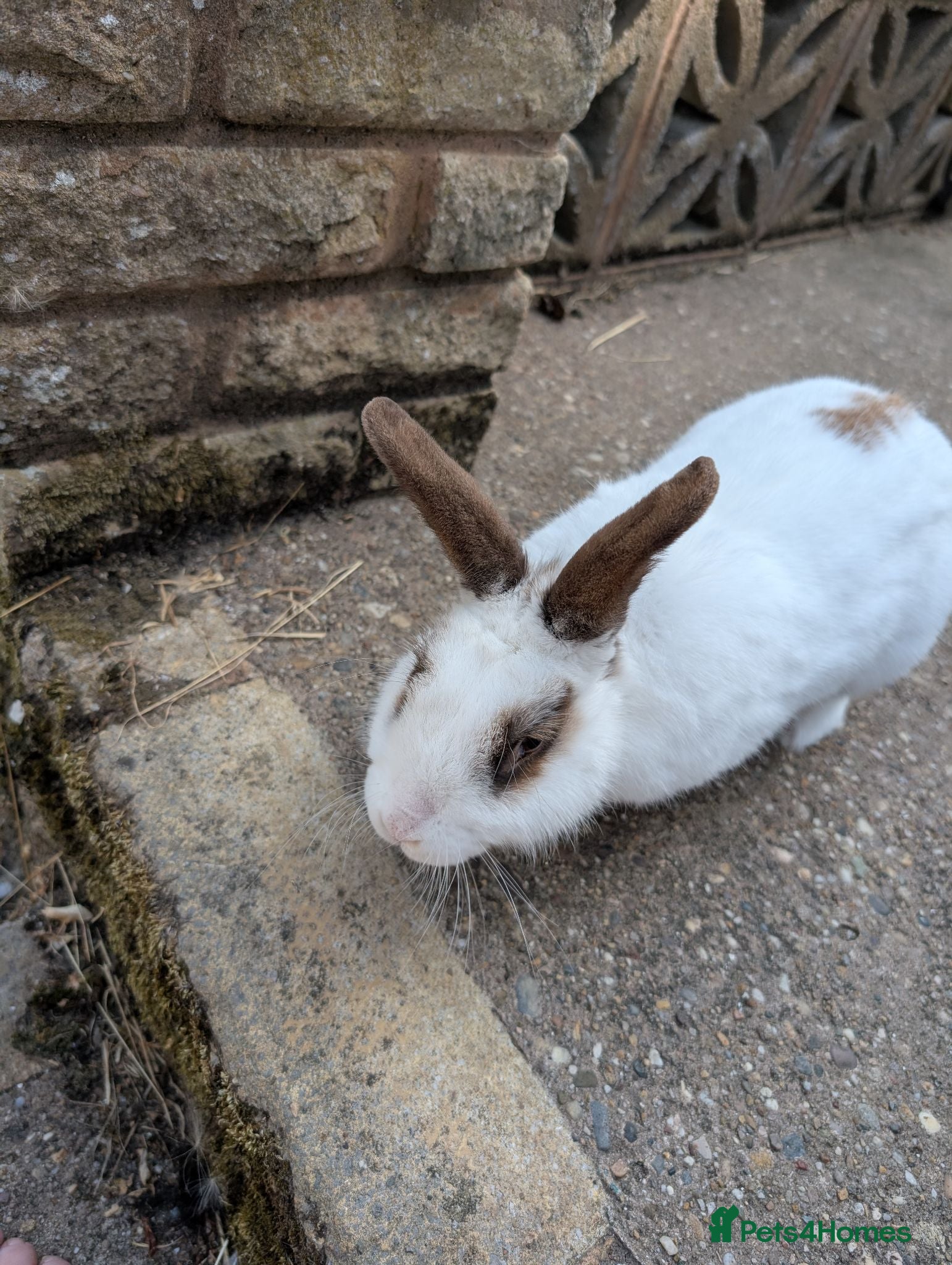 Mixed Breed rabbits Rabbit looking for good home - Advert 1