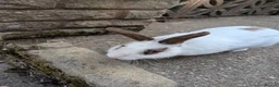 Mixed Breed rabbits for sale: Rabbit looking for good home - Advert 1