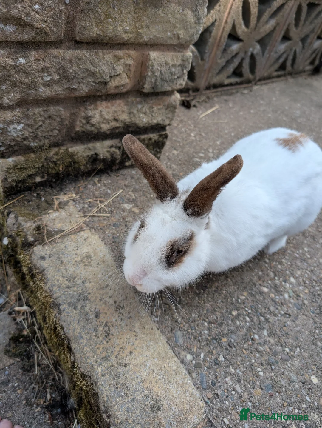 Mixed Breed rabbits for sale: Rabbit looking for good home - Advert 1