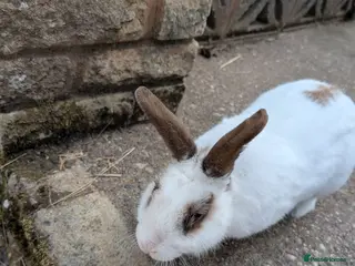 Mixed Breed rabbits Rabbit looking for good home - Advert 1