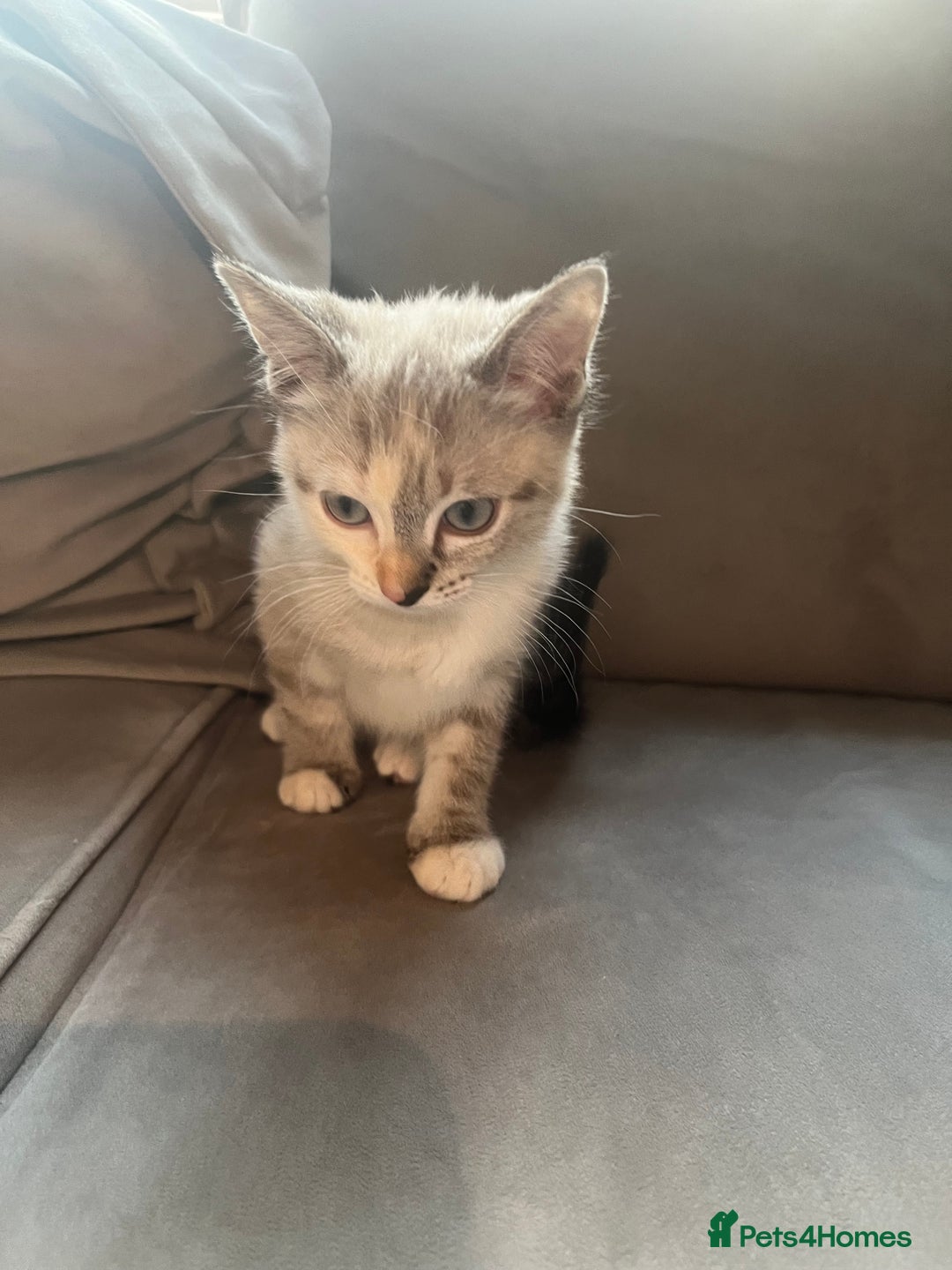 Ragdoll cats for sale: 2 half ragdoll kittens  - Advert 5