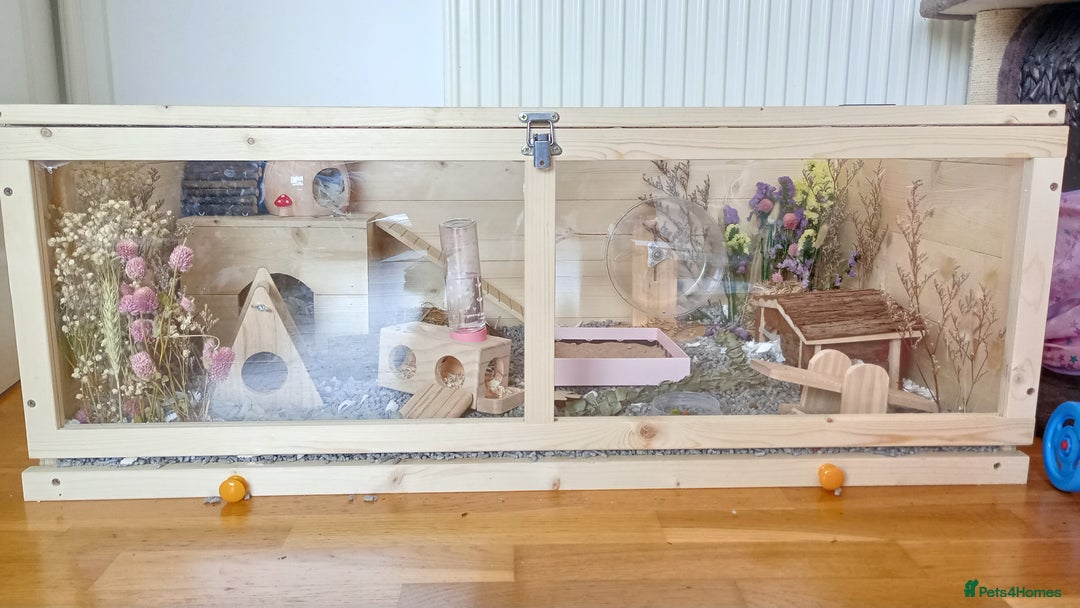 Hamster rodents for sale: Dwarf hamster  - Advert 3