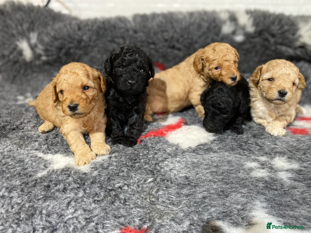 Toy Poodle dogs for sale: Toy Poodles KC Registered Health Tested Parents - Advert 12