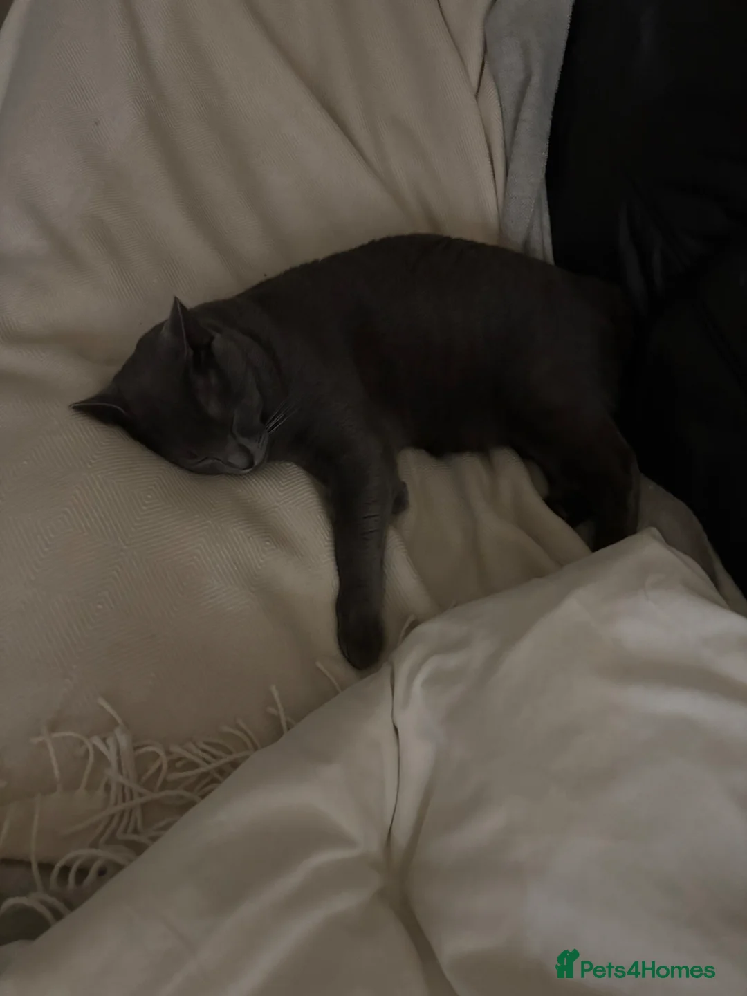 Chartreux cats for sale: Very loving home for adorable Chartreux  - Advert 6
