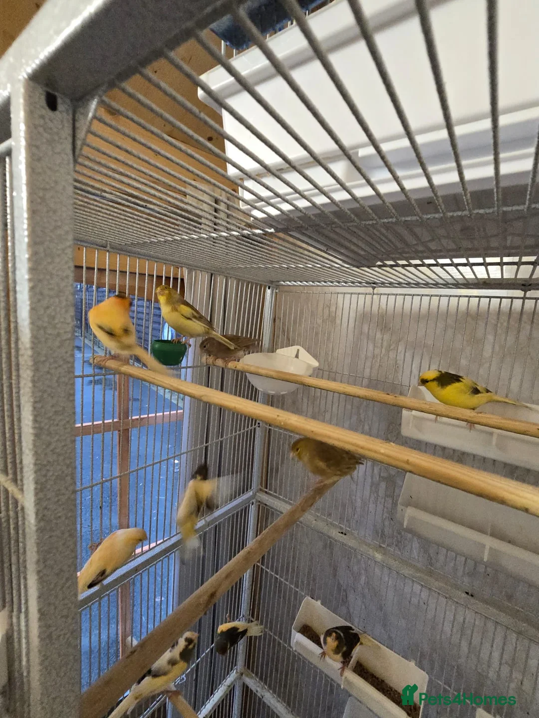 Canaries birds for sale: Beautiful healthy canaries for sale in Manchester  - Advert 23