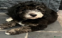 Labradoodle dogs for sale: One beautiful F1B Labradoodle puppy left!  - Image 2