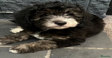 Labradoodle dogs - Advert 16