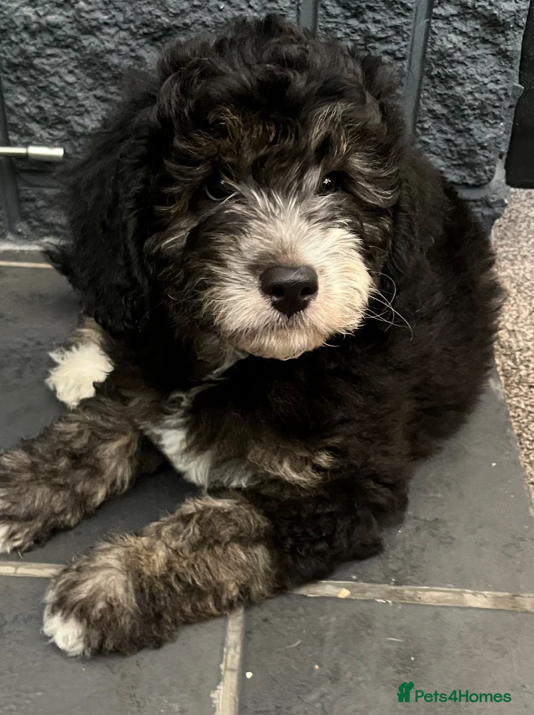 Labradoodle dogs for sale: One beautiful F1B Labradoodle puppy left!  - Image 2