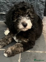 Labradoodle dogs - Advert 16