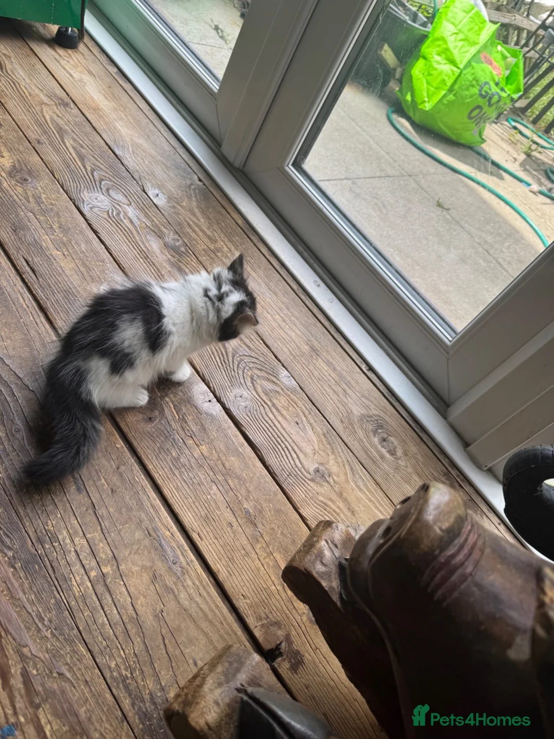 Mixed Breed cats for sale: Kitten 11 weeks  - Advert 3