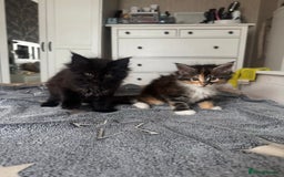 Maine Coon cats for sale: 1 BLACK SMOKE BOY 1 TORTIE GIRL MAINE COON KITTENS - Image 9